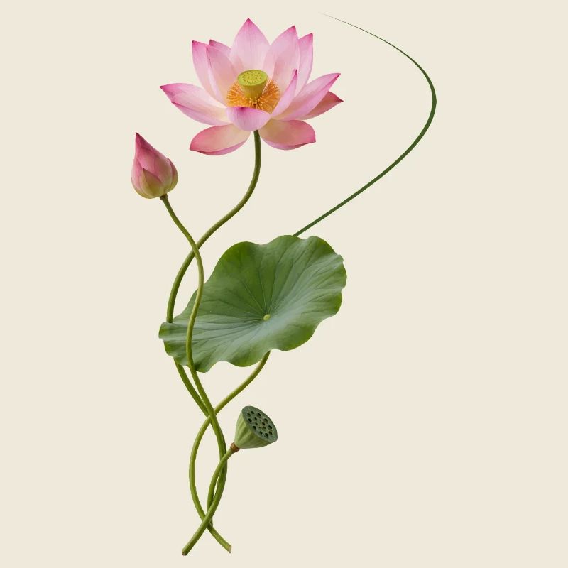 Lotus courbé dans le style zen