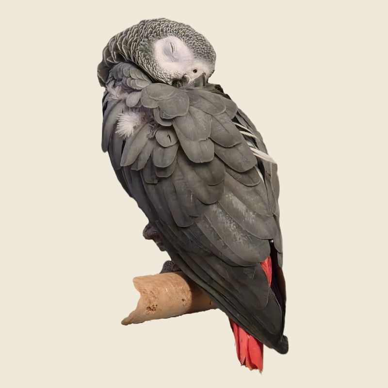 Perroquet gris oiseau endormi