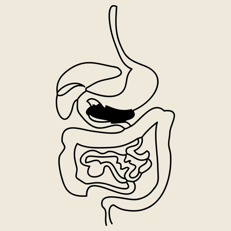 Digestive System