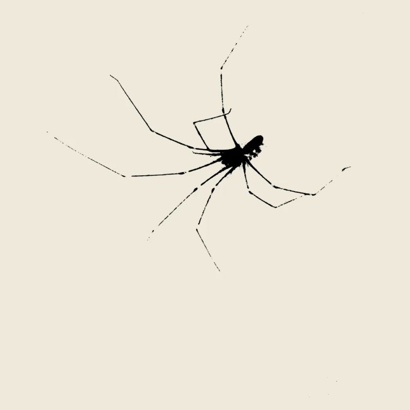 Spinne