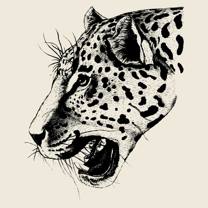 leopard