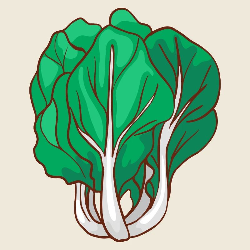 Pak Choi Bok Choy Paksoi Mustard Cabbage Leaf cabbage