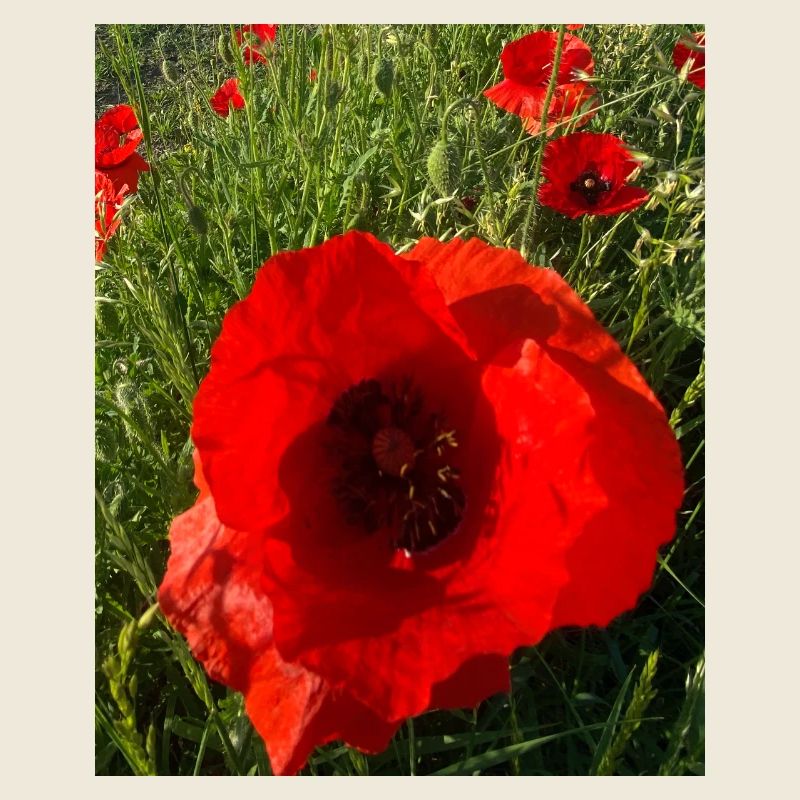 Coquelicots au soleil 🌺