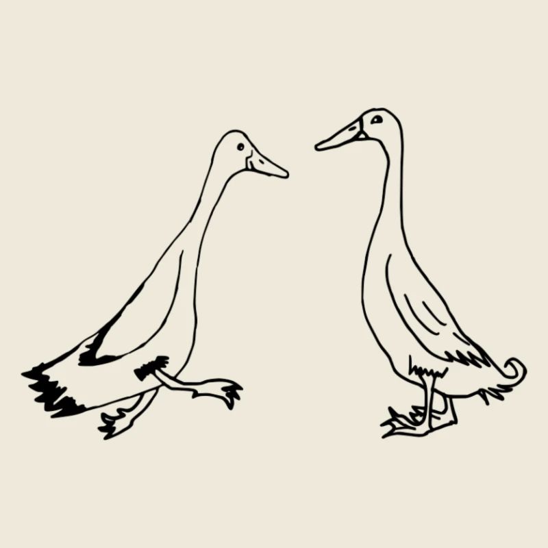 Runner ducks, runner ducks funny ducks