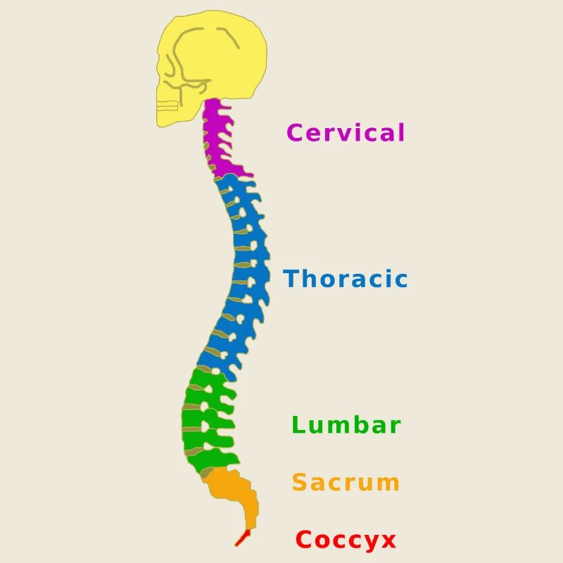 Wirbelsäule Spine Physio