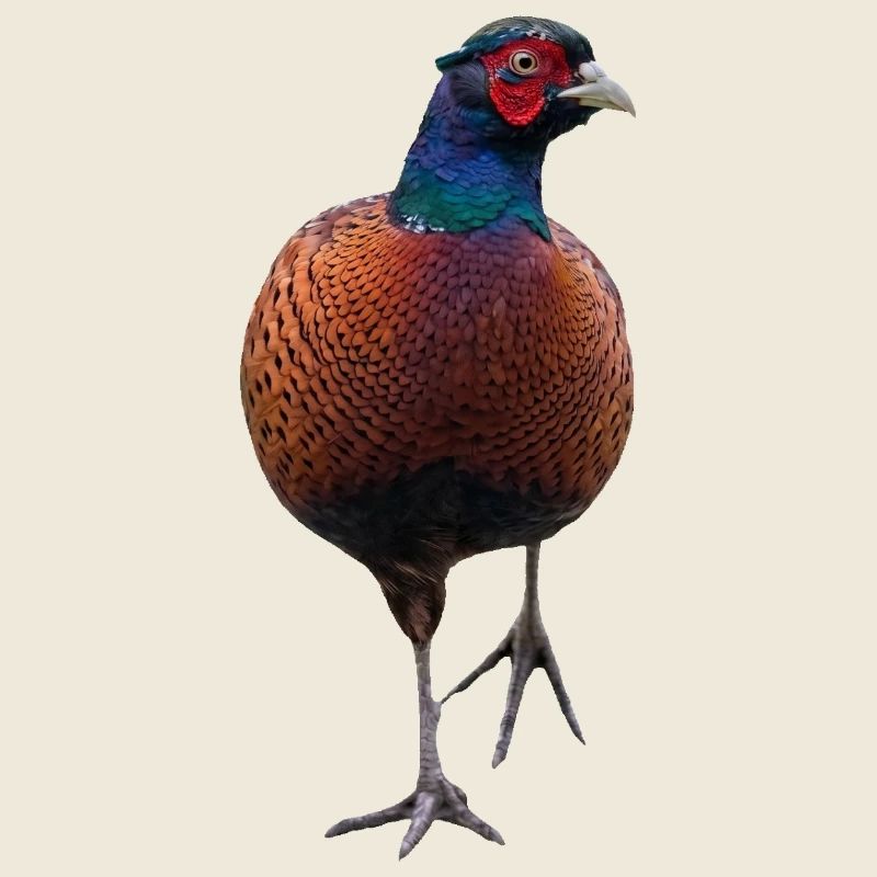 Pheasant with raised leg