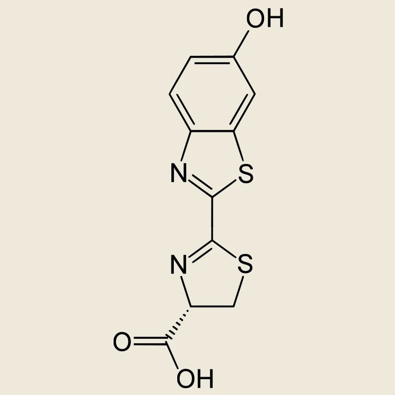 Leuchtend / Glow in the dark firefly luciferin