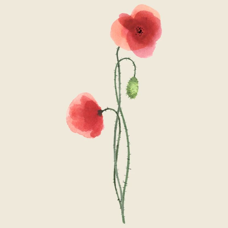 Fleur : coquelicot rouge