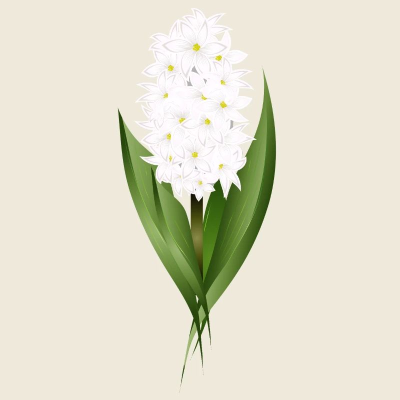 Jacinthe blanche – délicatesse sous forme de fleur