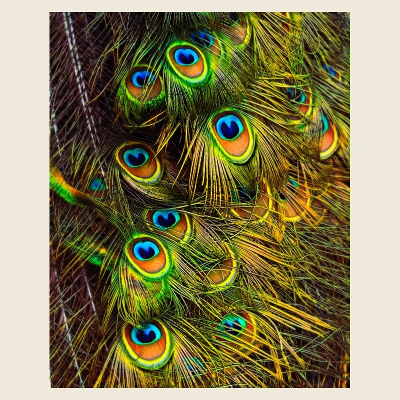 Peacock feathers