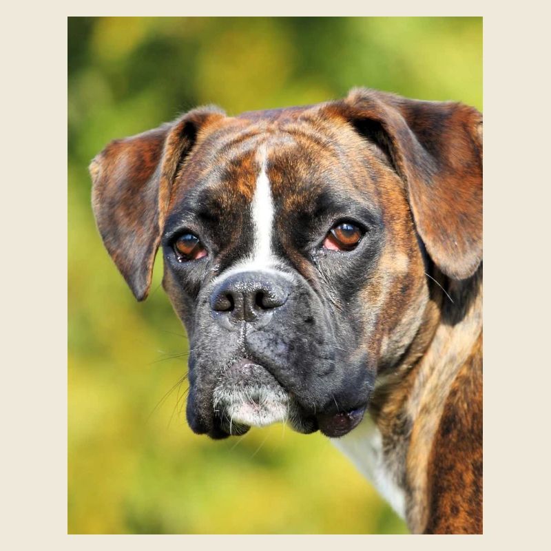 Portrait Boxer Deep Gaze