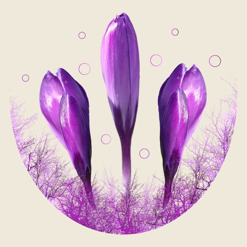 Crocus Crocus Fleurs Violettes