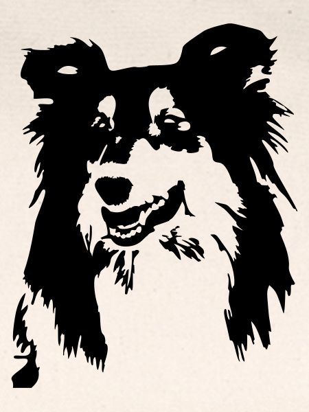 Collie Kopf