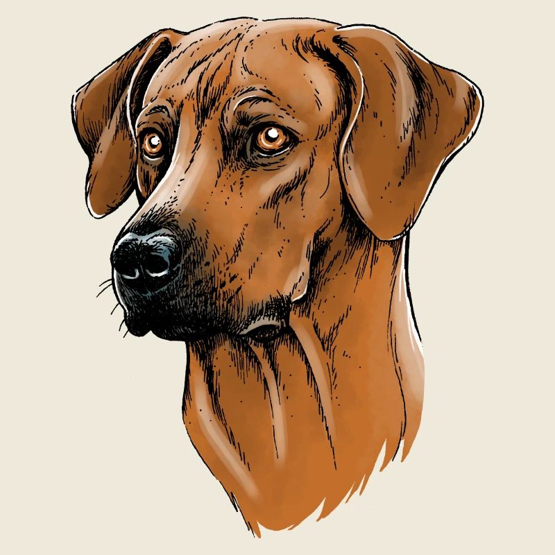 Rhodesian Ridgeback