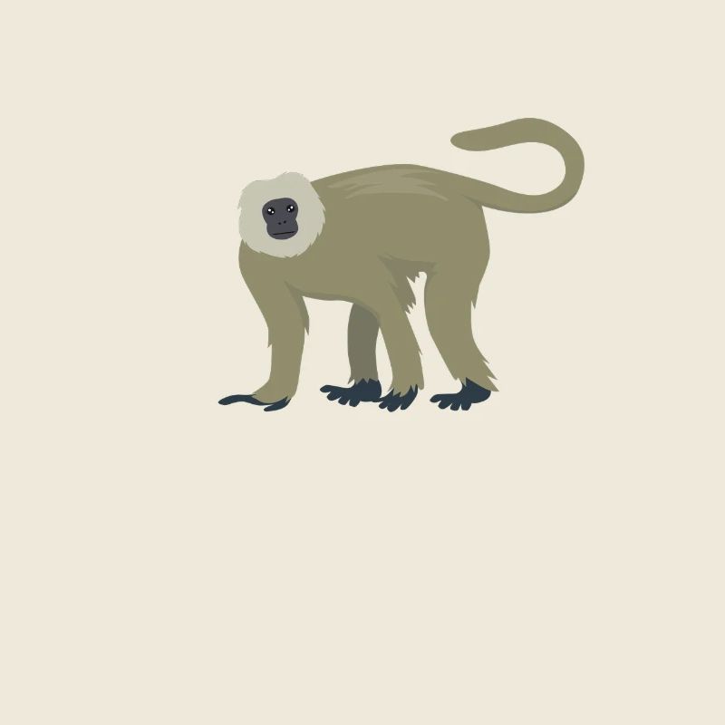 Eleganter Langur