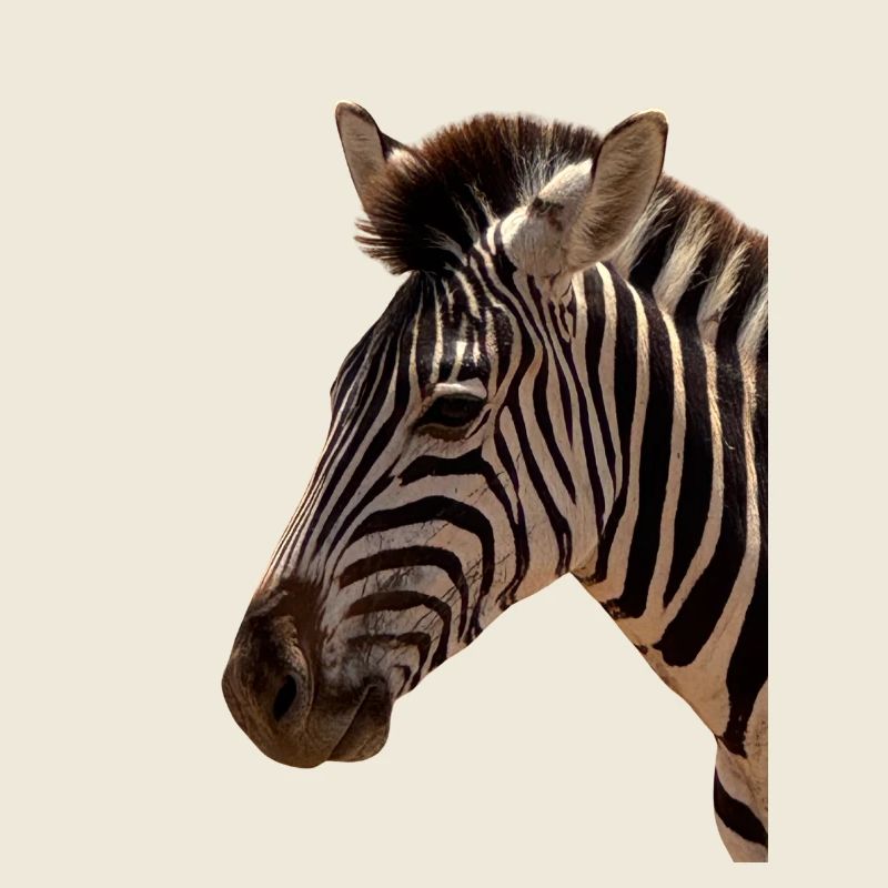 Zebra Head