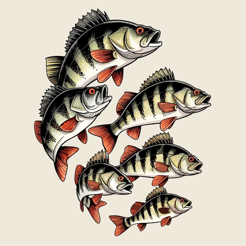 Perch School sur le noir