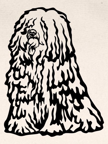 Puli