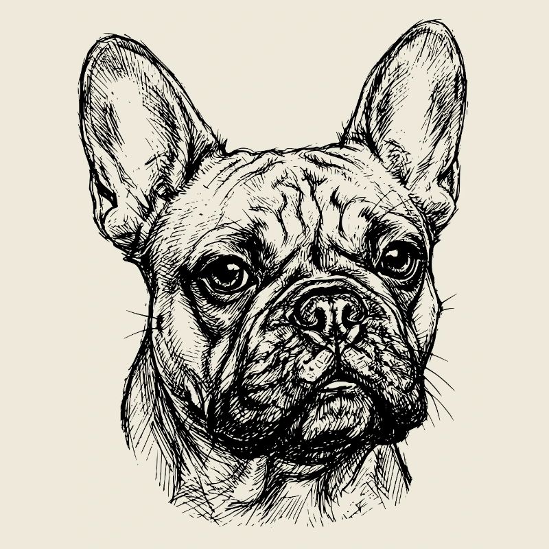 Bouledogue Français - Dessin