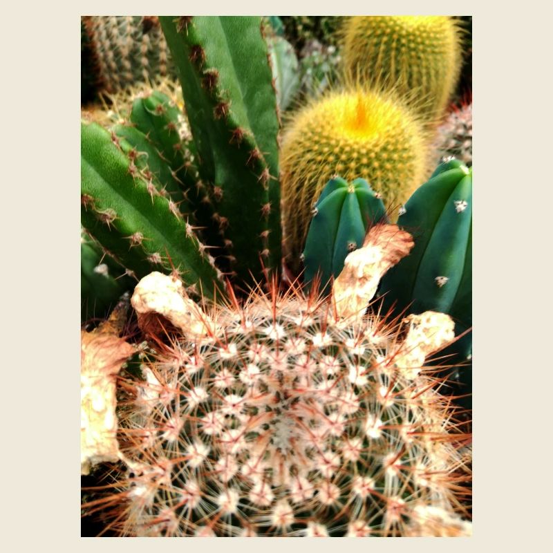 Brightly colored cacti with spines