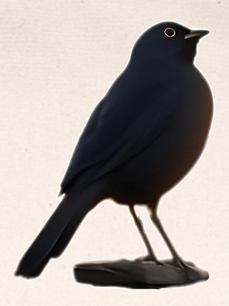 Amsel