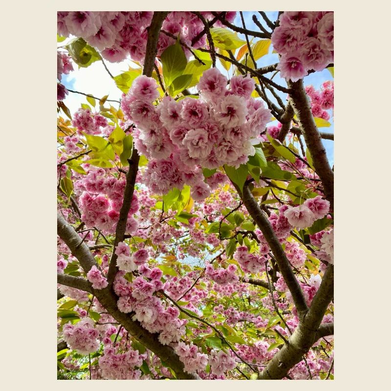 Cherry blossom magic in spring