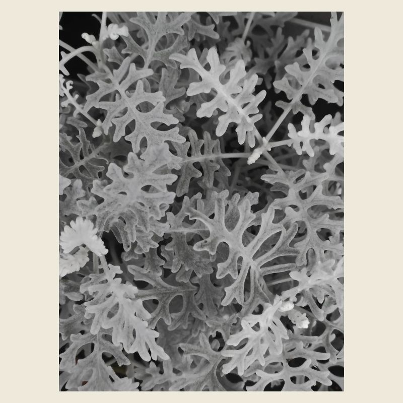 Cinéraire maritime Silver — Noir et blanc