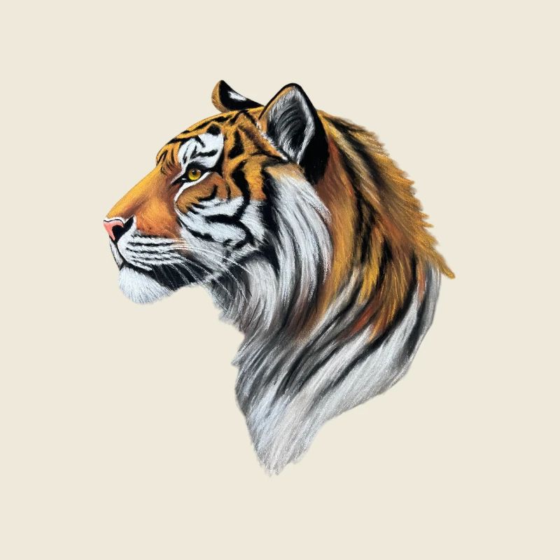 Tête de Tigre Colorée