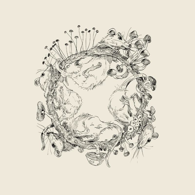 course de rat / course de rat / champignons