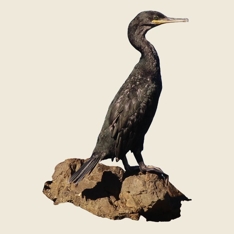 Cormorant