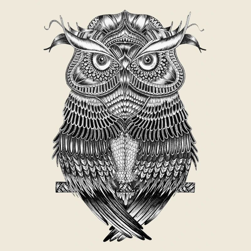 hibou
