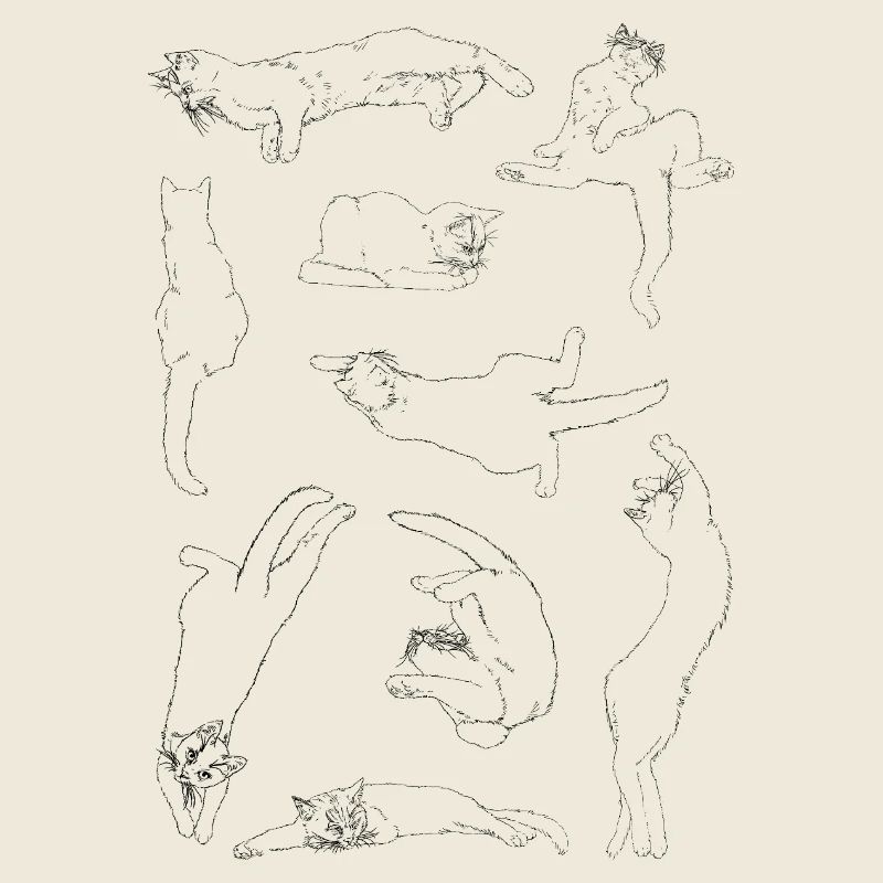 Anatomie der Katze