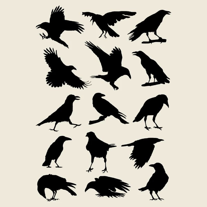 Crows, ravens, birds, bird, corvus, cabbage raven