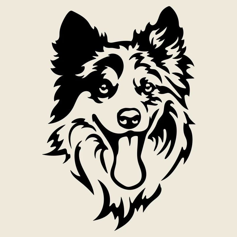 Border Collie Kopf