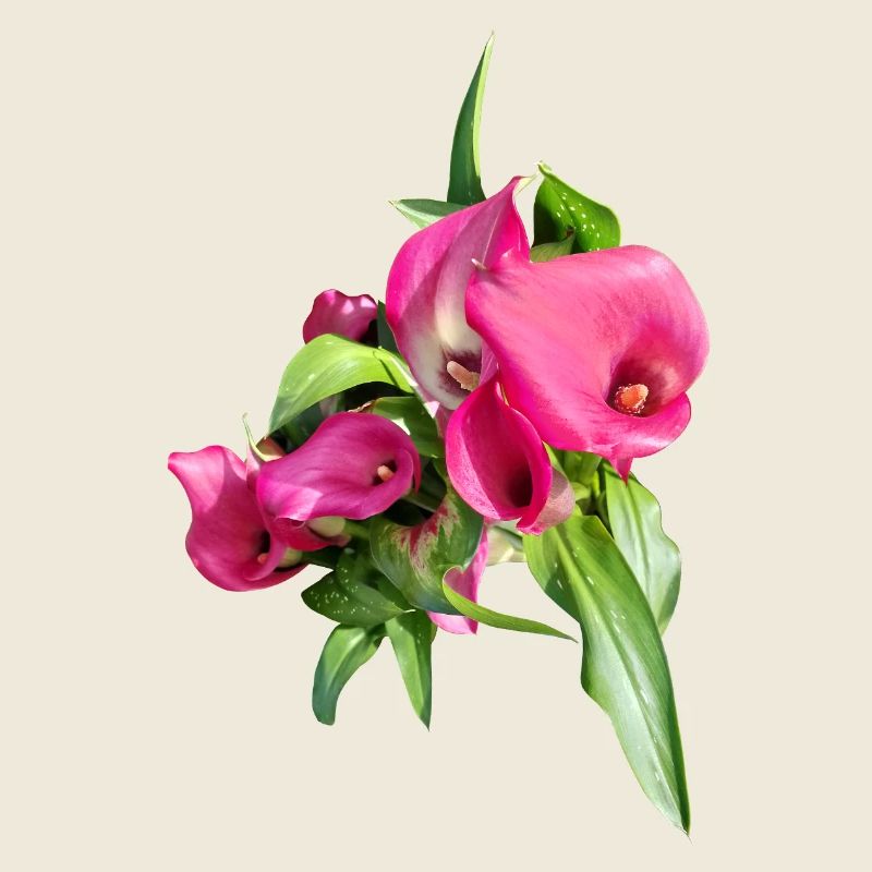 Art du bouquet Calla rose