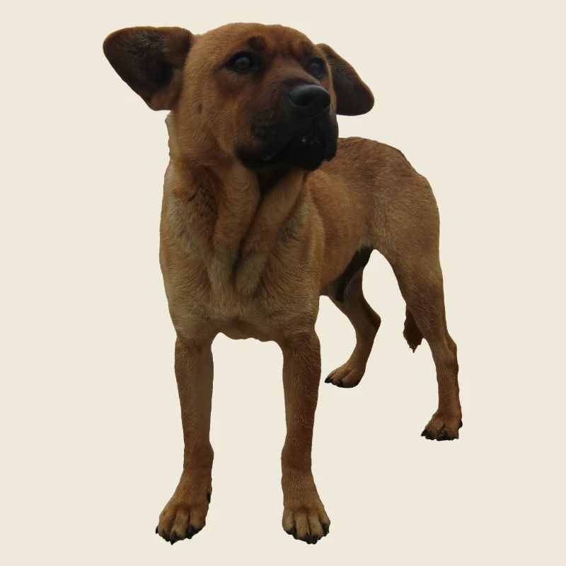 Hund