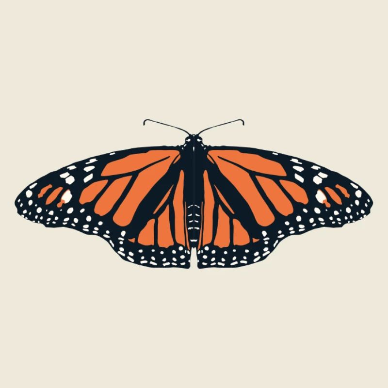 Papillons : Le papillon monarque