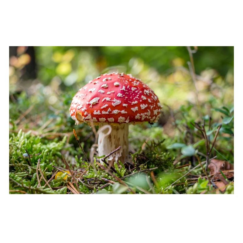 Toadstool