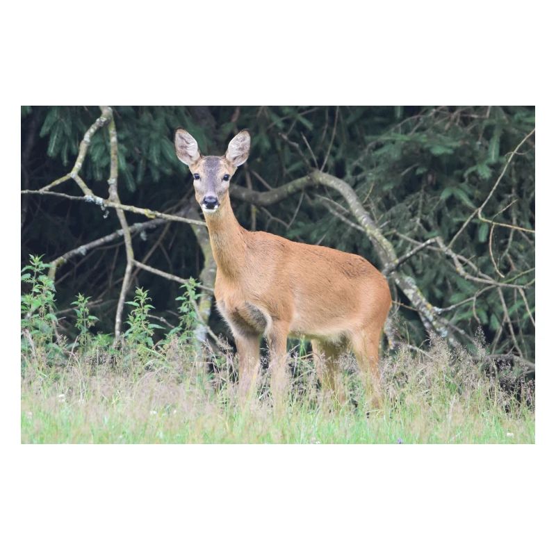 Deer forest