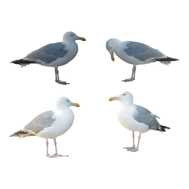Möwen