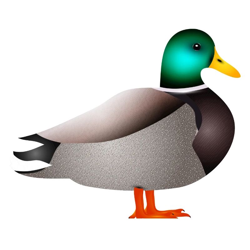 handgezeichnete männliche Ente Erpel oder Enterich