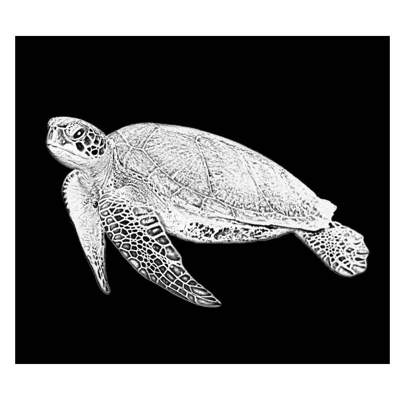 Schildkröte