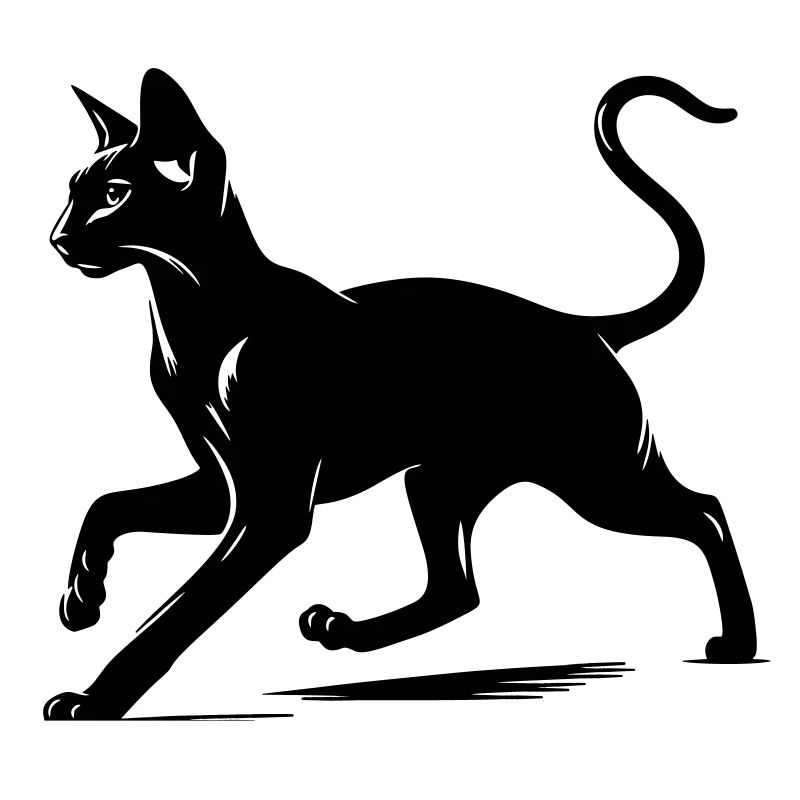 Orientalisch Kurzhaar Katze
