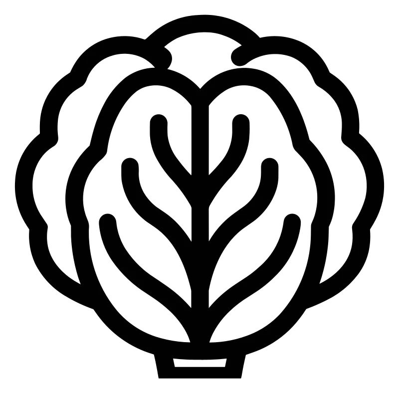 cabbage