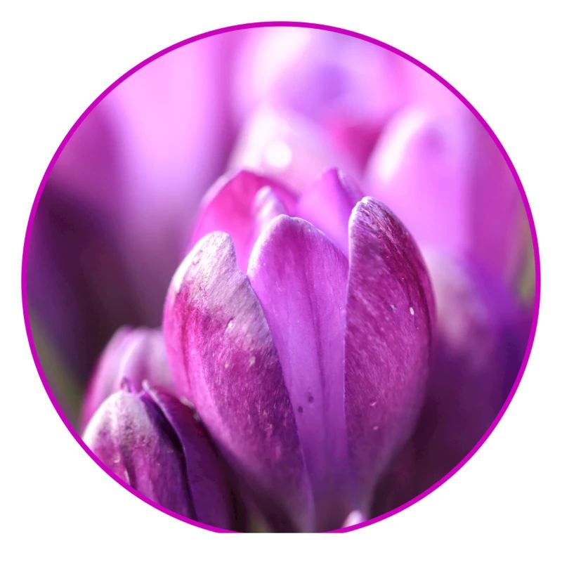 Crocus Crocus Fleurs violettes Crocus Bourgeon de crocus