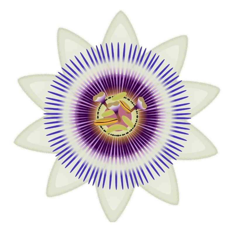 Kunstvolle Blüte einer Passionsblume