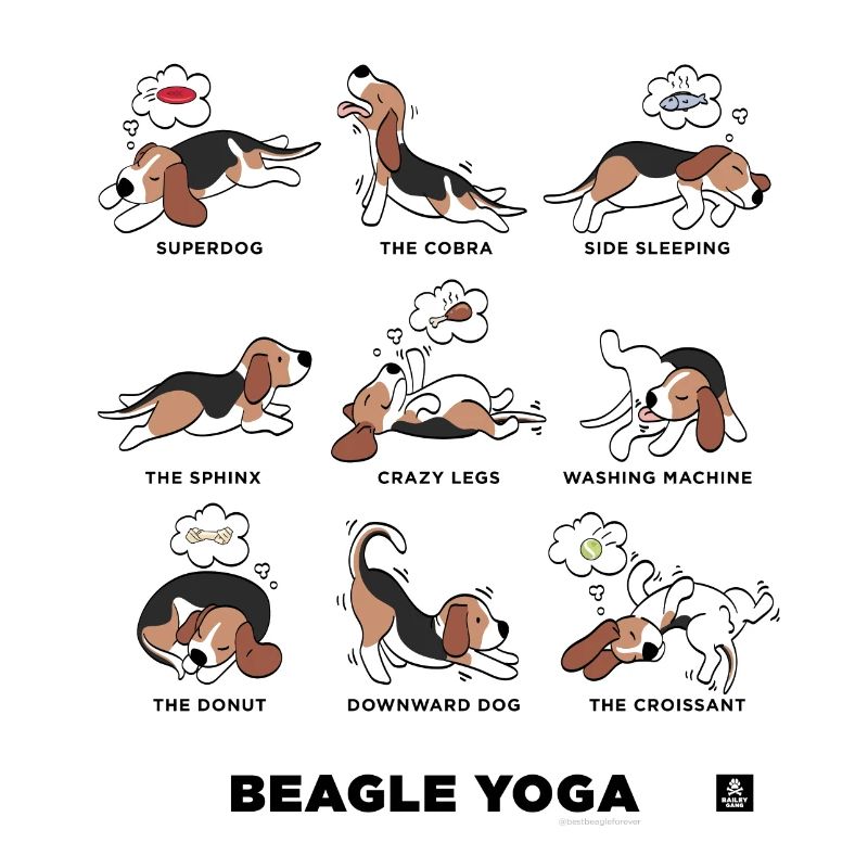 BEAGLE YOGA