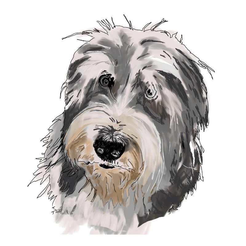 Bearded Collie
