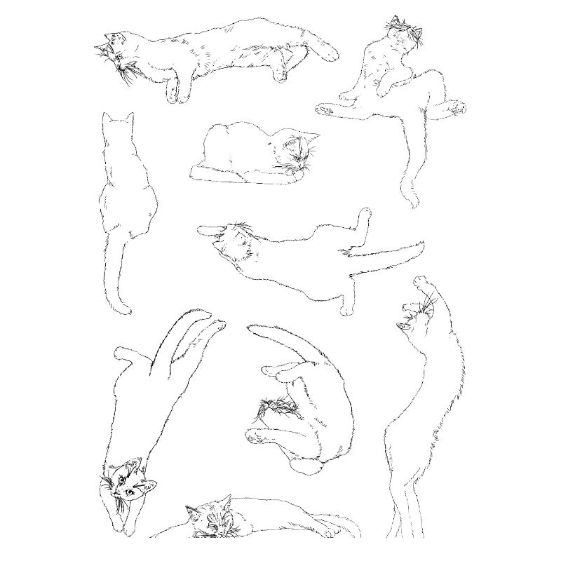 Anatomie du chat