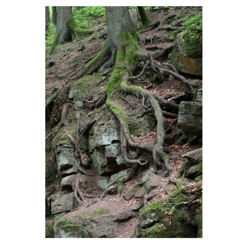 Root network in the rock forest